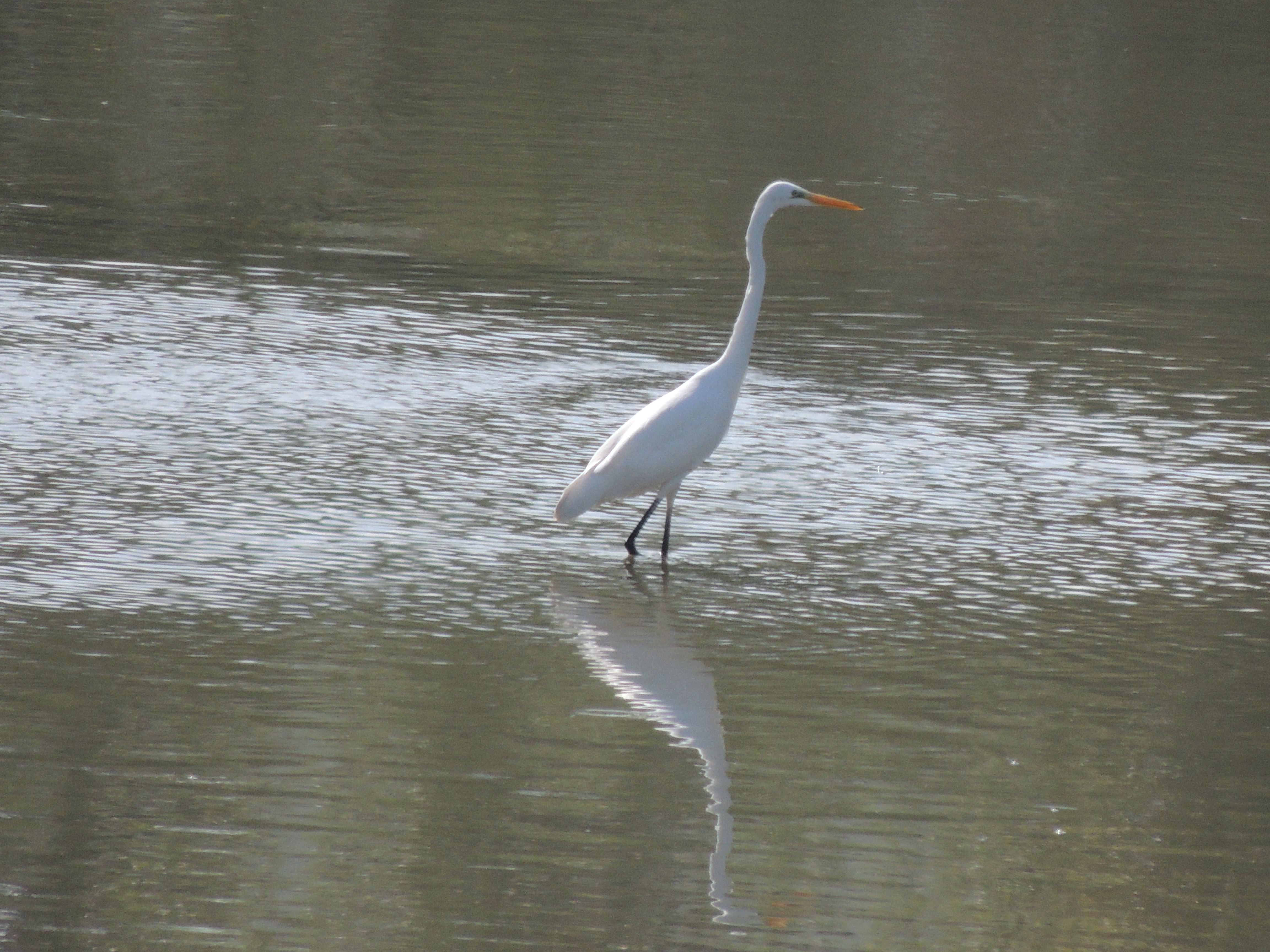 04_Eurobirdwatch_ lipu