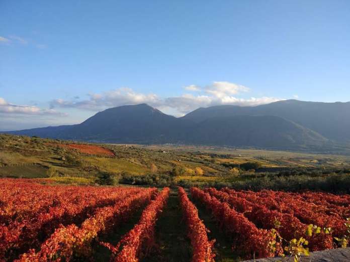 Paesaggio sannio vino