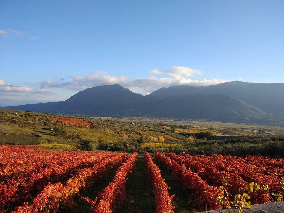 Paesaggio sannio vino