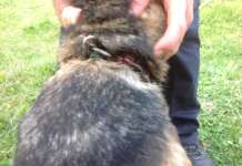 Maltrattava il suo cane: 60enne denunciato dai Carabinieri