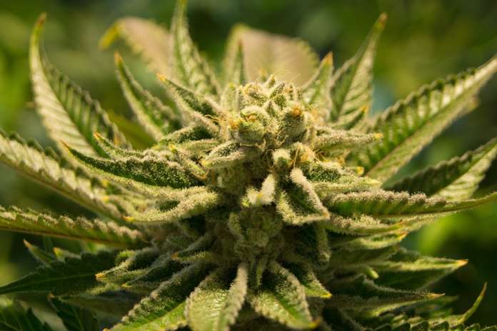 cannabis legale
