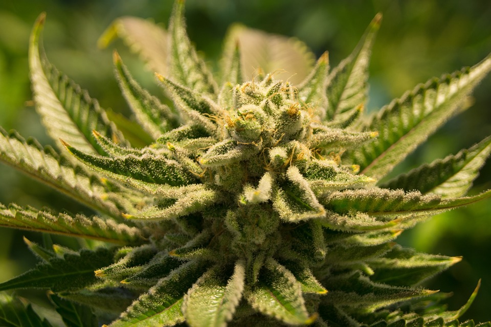cannabis legale