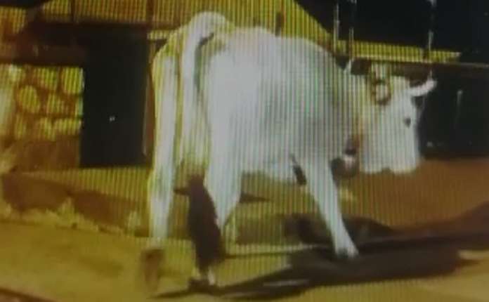 mucca in giro per le strade