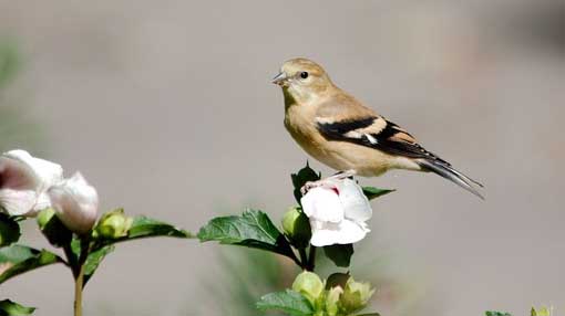 uccelli