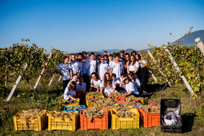 vendemmia3