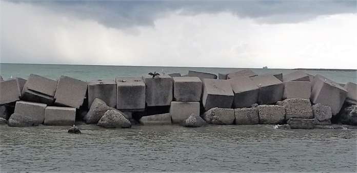 Cormorano a Salerno