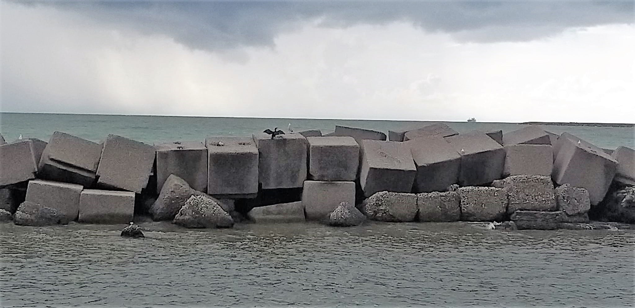 Cormorano a Salerno
