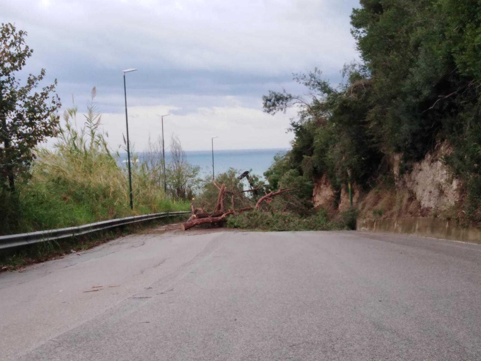 Masso della Signora, albero