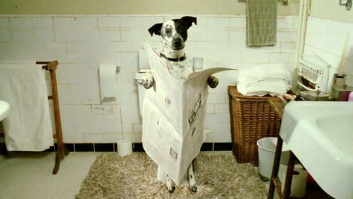 cane cacca