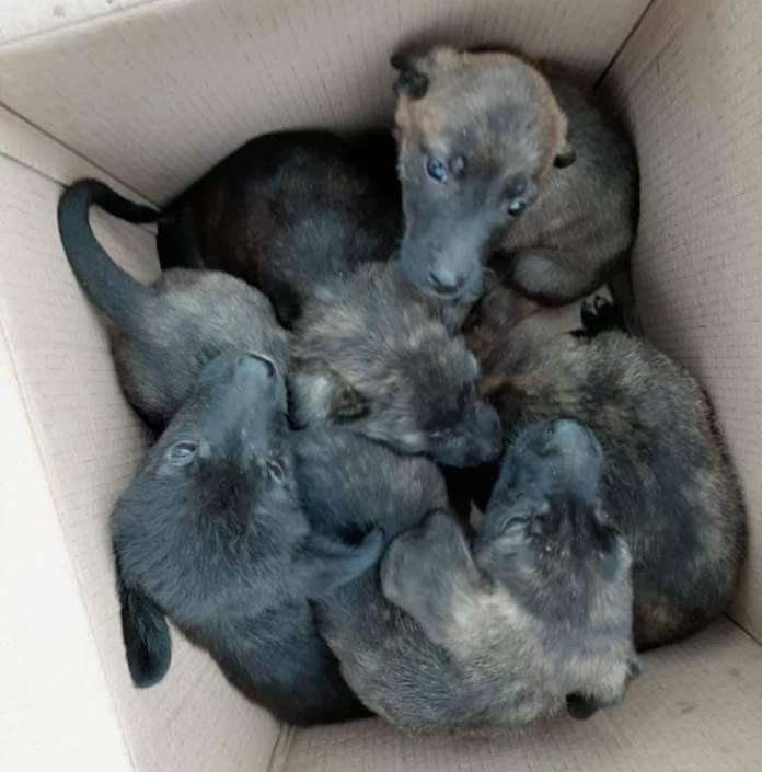 cuccioli abbandonati