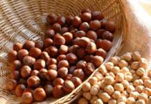 Nocciole e castagne, settore in crisi: Amodio (Lega) scrive a sindaco di Giffoni
