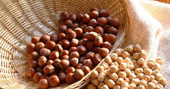 Nocciola di Giffoni Igp