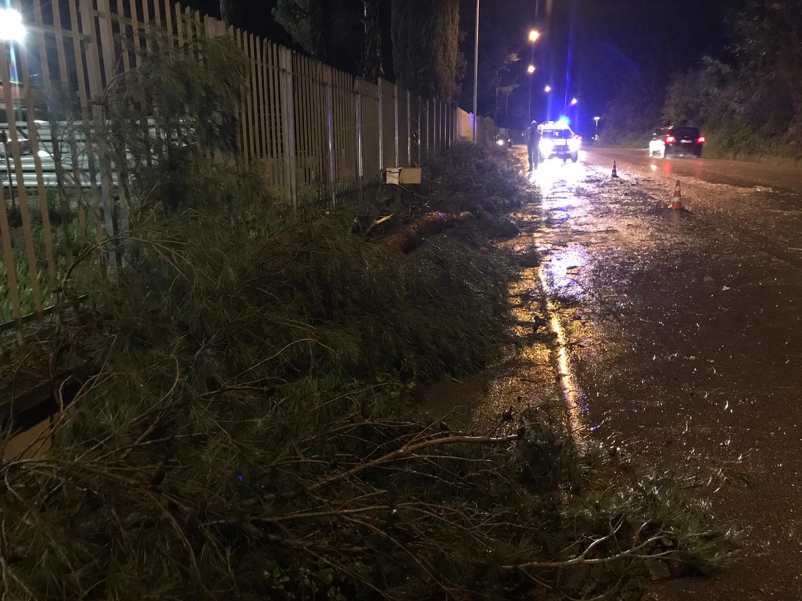 alberi sradicati contrada san vito