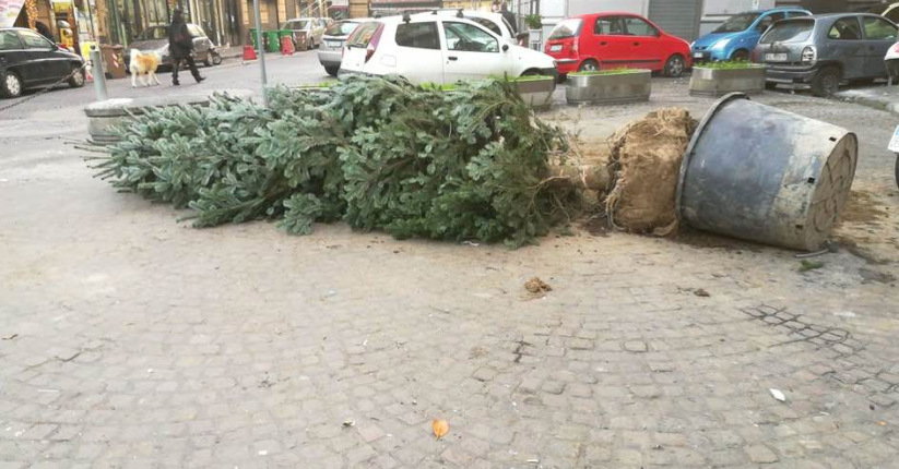 albero forcella