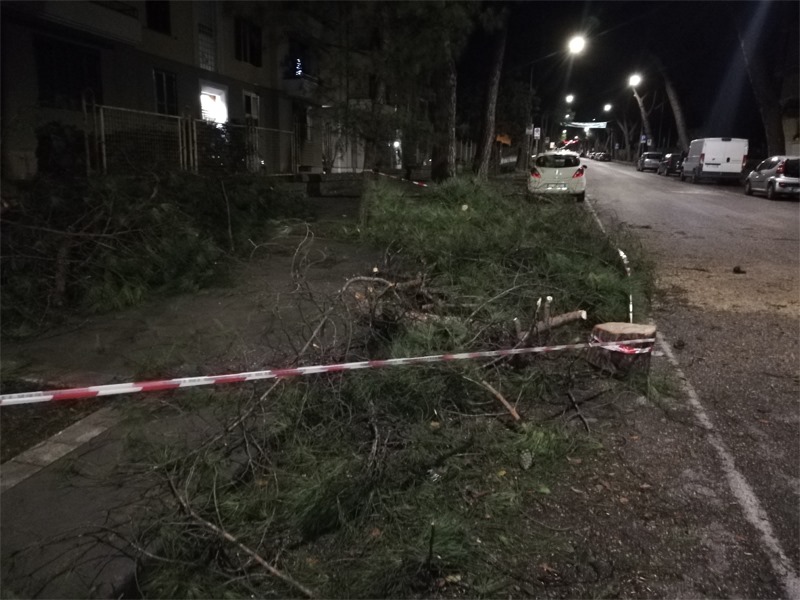 pino abbattuto viale atlantici