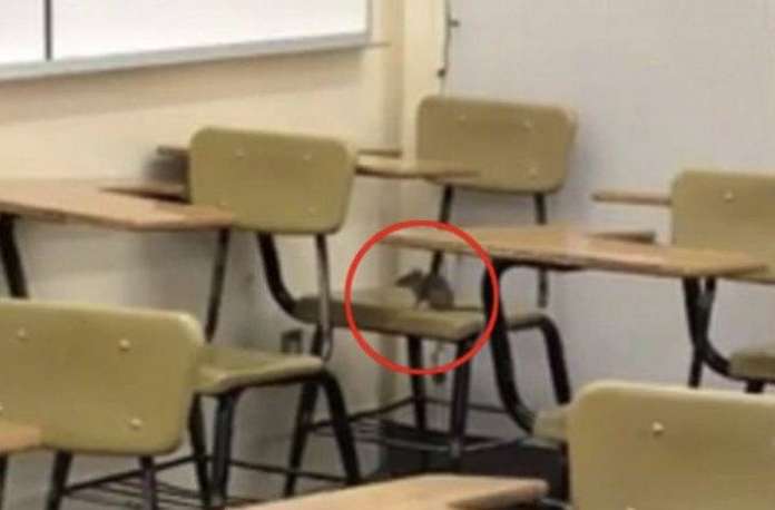 Topo in classe