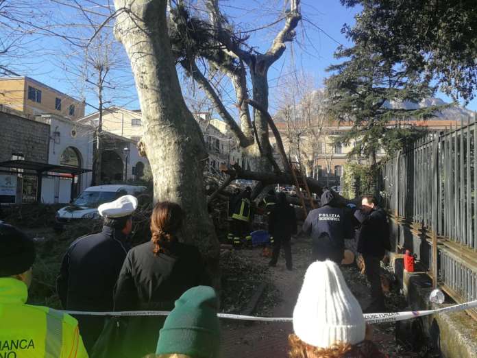 caduta albero (4)