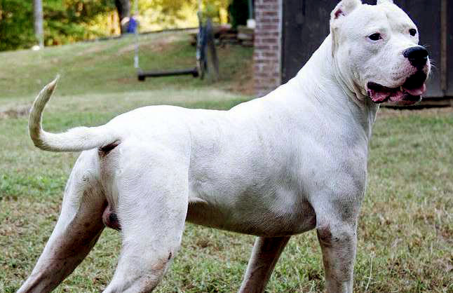 dogo argentino