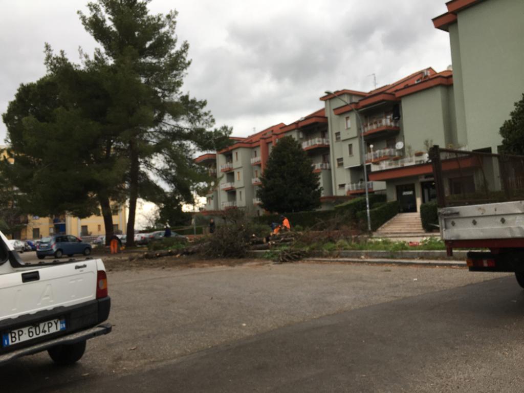 via pirandello taglio alberi