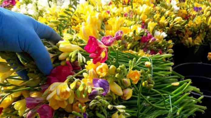 fiori