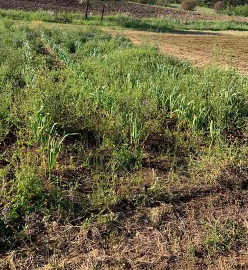 orti privati articolo