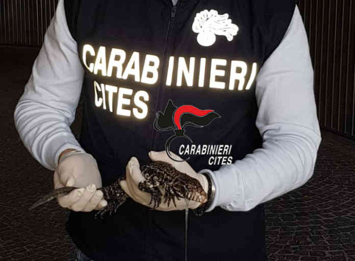 Esemplare di Tegu argentino trovato a Caserta