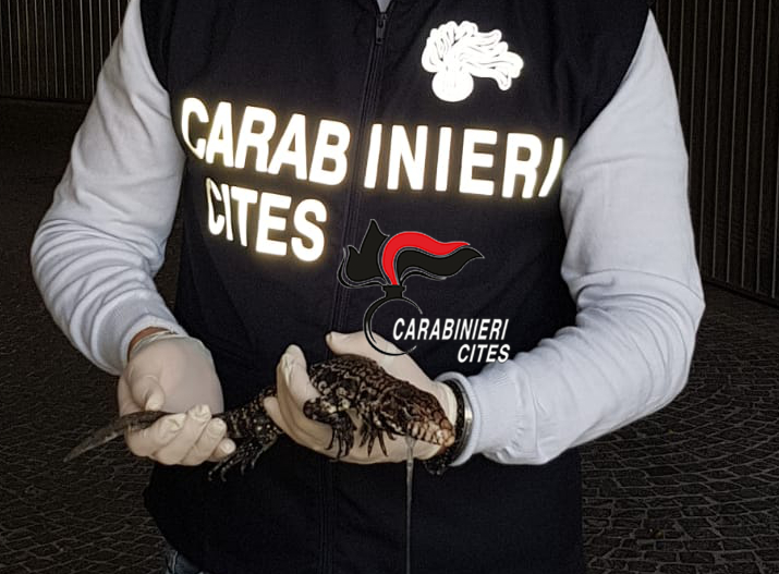 Esemplare di Tegu argentino trovato a Caserta