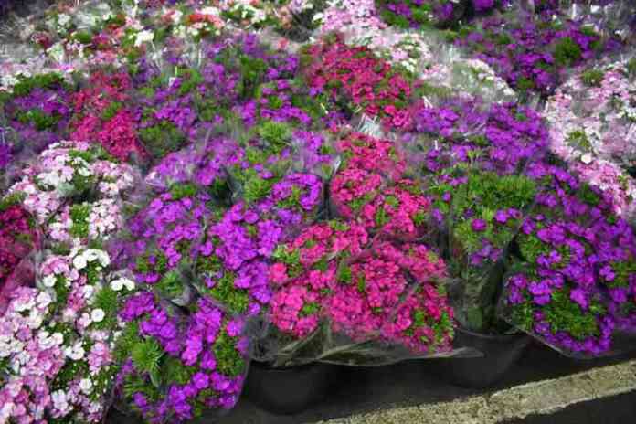 fiori made in campania