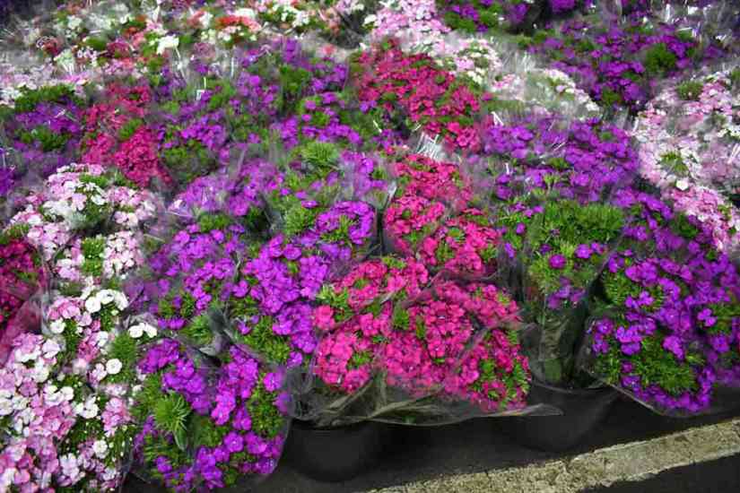 fiori made in campania