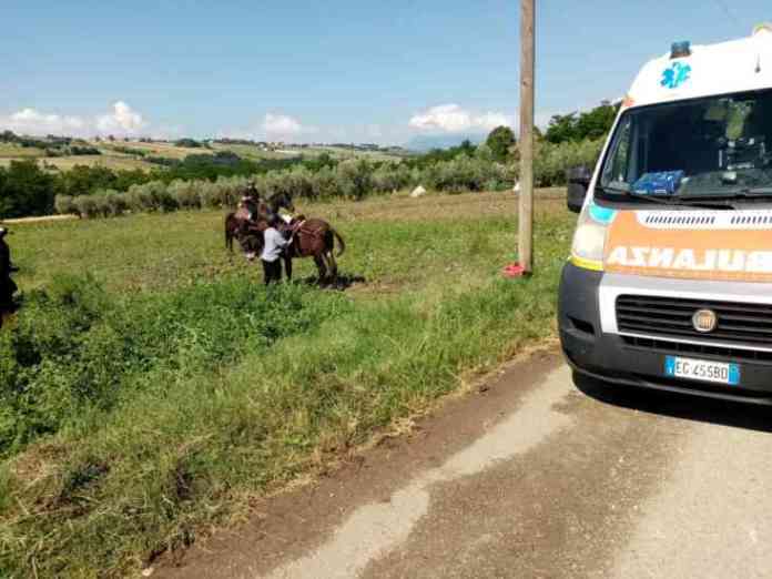misericordia cavallo 3