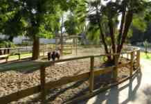 Allo Zoo di Napoli scimmie detenute illegalmente da privati
