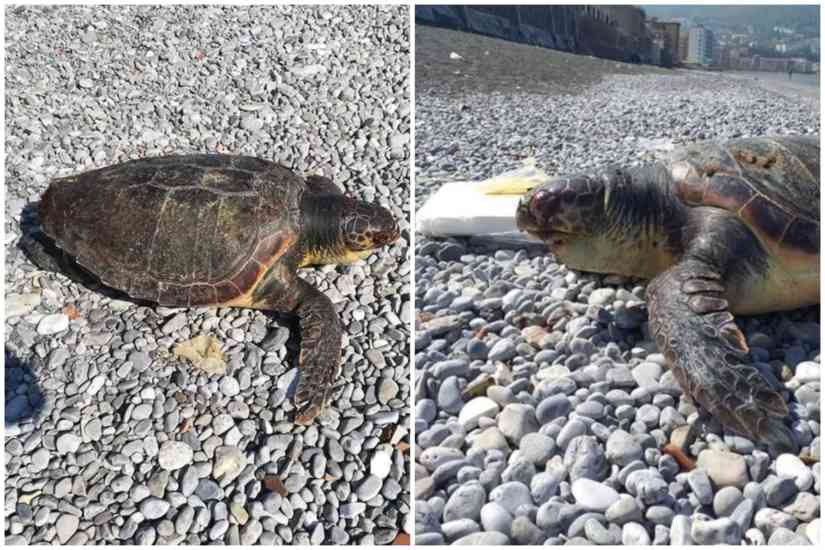 Tartarughe morte Castellammare di Stabia-min