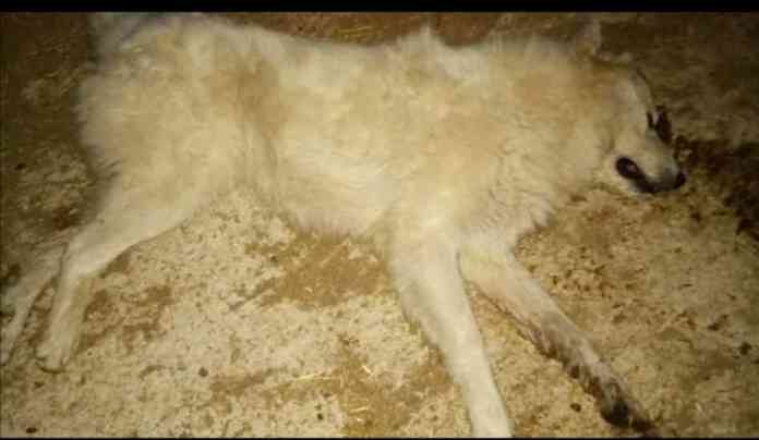 cani avvelenati ricigliano