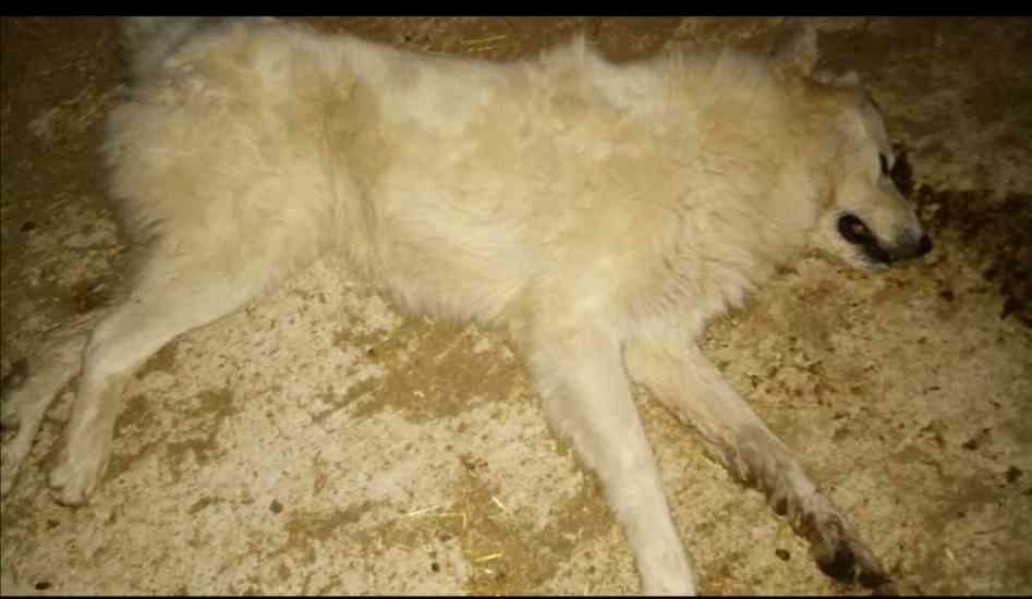 cani avvelenati ricigliano