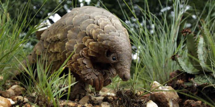 South Africa Pangolins