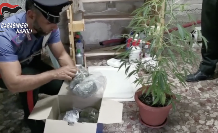 Serra 44 piante cannabis
