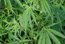Scoperta una piantagione di cannabis sui monti Lattari