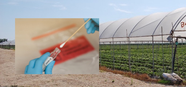 tamponi dipendenti aziende agricole