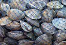 Cenone, vongole a prezzi record nel Napoletano: 50 euro al chilo