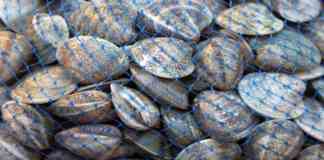 Cenone, vongole a prezzi record nel Napoletano: 50 euro al chilo