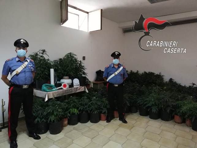 Marijuana sequestrata dai Cc a Cervino 21-8-2020.jpg 1