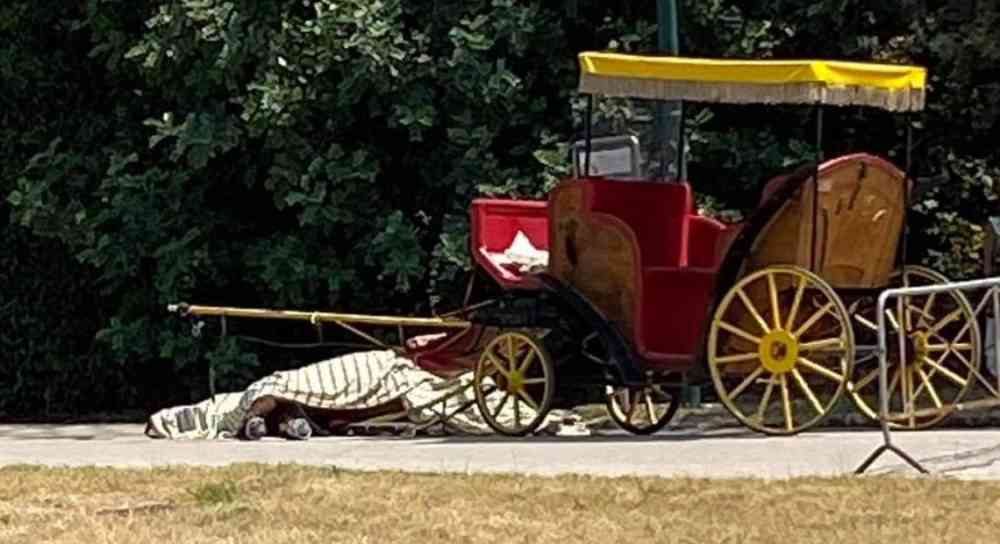 cavallo turisti reggia