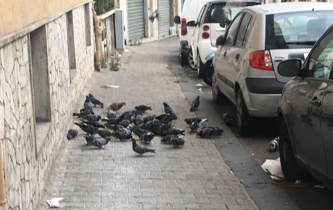strada invasa piccioni