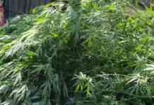 Maxisequestro di piantagione legale di marijuana, per la Gdf mancavano documentazioni