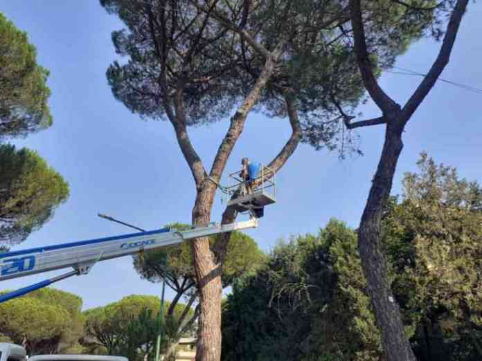 pini viale atlantici 1