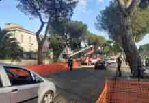 Il Comitato ‘Giù le Mani dai Pini’ al nuovo assessore: “Prioritaria la cura del verde cittadino, nulla è stato fatto finora”