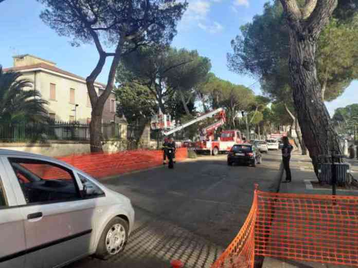 pini viale atlantici 3