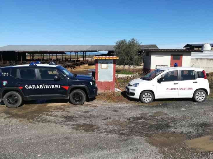 Azienda bufalina sequestrata da Cc e G. Costiera 21-10-2020
