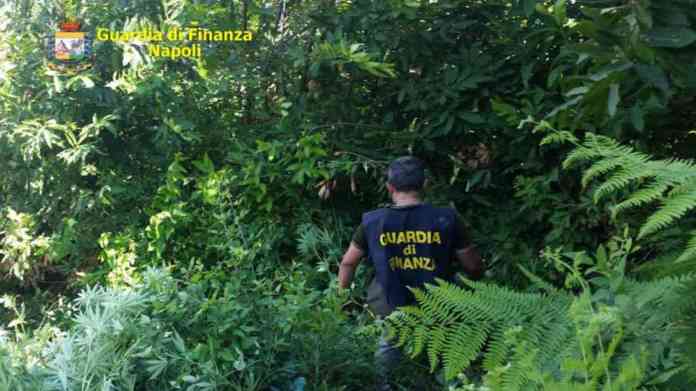 Pianura gdf