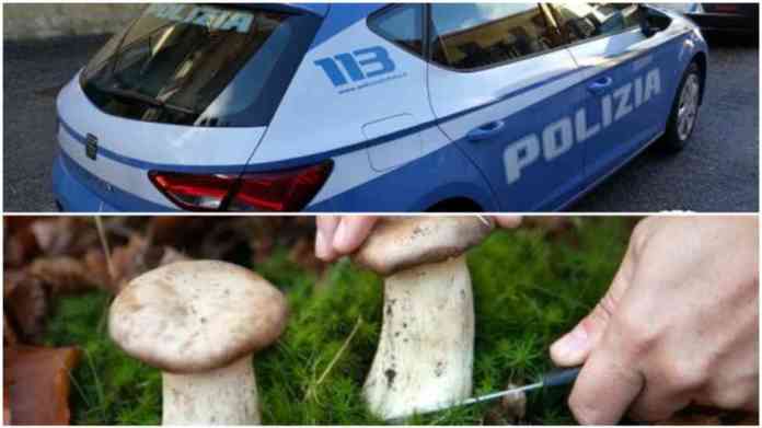 funghi
